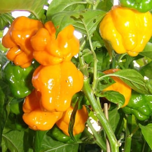 Yellow Scotch Bonnet Pepper Seeds | Hot | Heirloom