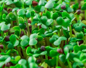 Basic Salad Microgreen Mix | Organic