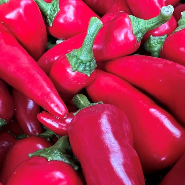 Fresno Pepper Seeds | Hot | Heirloom