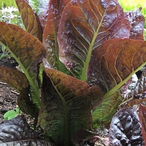 Super Red Romaine Lettuce Seeds | Heirloom