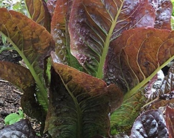 以下が含まれることがあります： 大きく波打った葉を持つ、鮮やかな赤と緑のレタス植物のクローズアップ。植物は庭で育っています。
