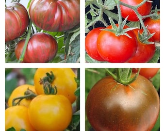 Mezcla de tomates tolerantes al frío / Semillas orgánicas