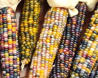 Glass Gem Corn Seeds | Organic