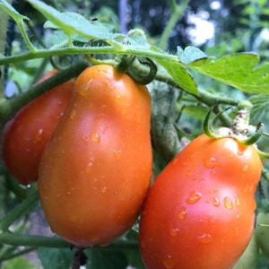 Martino's Roma Tomato Seeds | Heirloom | Organic