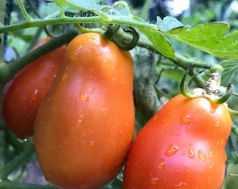 Martino's Roma Tomato Seeds | Heirloom | Organic