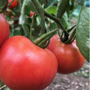 Porter Tomato Seeds | Heirloom