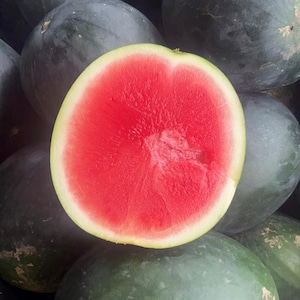 Black Diamond Watermelon Seeds | Heirloom | Organic