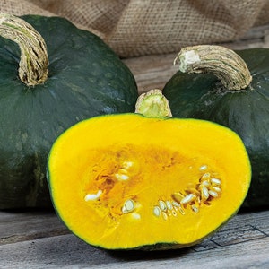 Nasiona dyni Burgess Buttercup Winter Squash | Heirloom | Organiczne