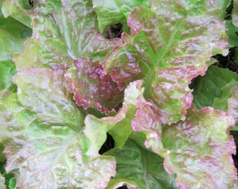Prizehead Leaf Lettuce Seeds | Organic