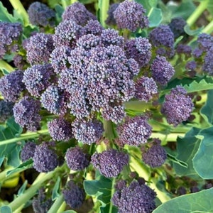 Purple Sprouting Broccoli Seeds | Heirloom