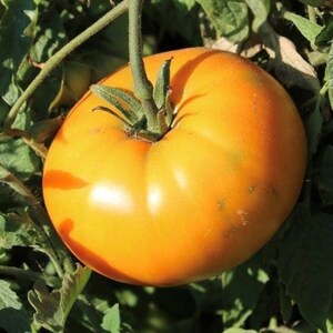 Orange Brandywine Tomato Seeds | Organic