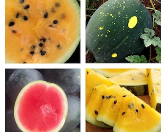 Colección de melón de verano / Semillas