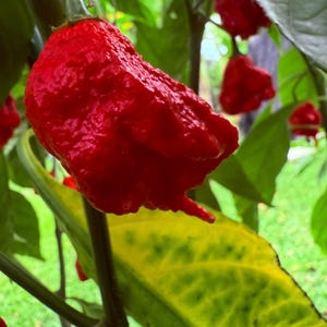 5  Red Primotalii X Mystery Cross  Peppers