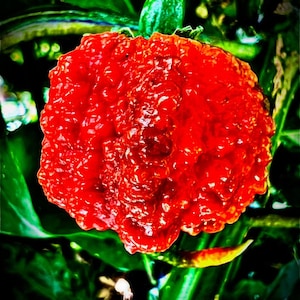 6 Genuine Carolina Reaper Peppers (Seeds from PuckerButt Pepper Company 2023)