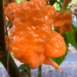 6 California Peach Reaper