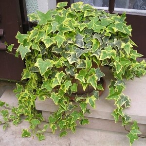 Variegated Trailing Ivy Hedera Plants, 9cm Pots, Set of 3