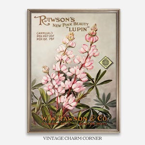 Może przedstawiać: Oprawiony, zabytkowy wydruk z botaniczną ilustracją różowych kwiatów łubinu. Grafika zawiera tekst „Rawson's New Pink Beauty Lupin” i „W.W. Rawson & Co.". Wydruk ma ramę w kolorze złotym.