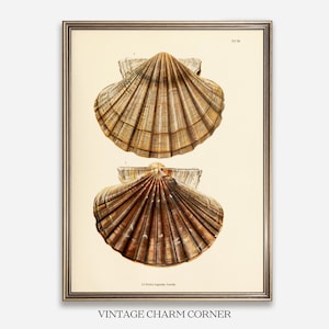 May include: A framed print featuring two detailed illustrations of fan-shaped scallop shells in shades of brown and tan. The top shell is lighter, while the bottom shell is darker with prominent ridges. The text reads Tab VII and Pecten Liguarius Scabris.