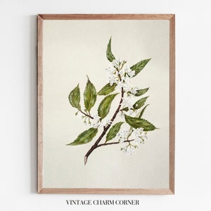 Antique Plant Illustration, Branch With White Blossoms And Green Leaves,  Vintage White Flower Botanical Art Print, Downloadable Art Prints