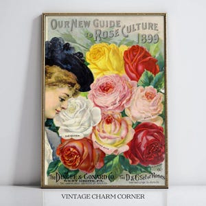 以下が含まれることがあります： 「Our New Guide to Rose Culture 1899」と題された、額装されたヴィンテージプリント。 黒い帽子をかぶった女性が、赤、ピンク、黄色、白の色合いのカラフルなバラに囲まれています。 プリントには、The Dingee & Conard Co.からのテキストが含まれています。
