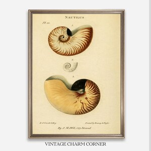 May include: Framed vintage print featuring detailed illustrations of nautilus shells. The artwork, labeled "NAUTILUS," includes three shell diagrams with labels and text. The print has a beige background and is framed in a gold-colored frame. The text "VINTAGE CHARM CORNER" is at the bottom.