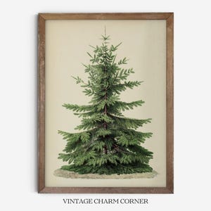 Evergreen Christmas Tree Botanical Art Print, Classic Pine Botanical Illustration Artwork, Greenery Seasonal Home Decor, Printable Download