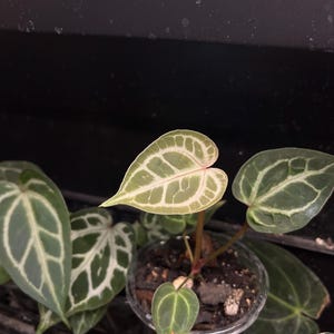 Anthurium Silver Blush X Michelle - Etsy
