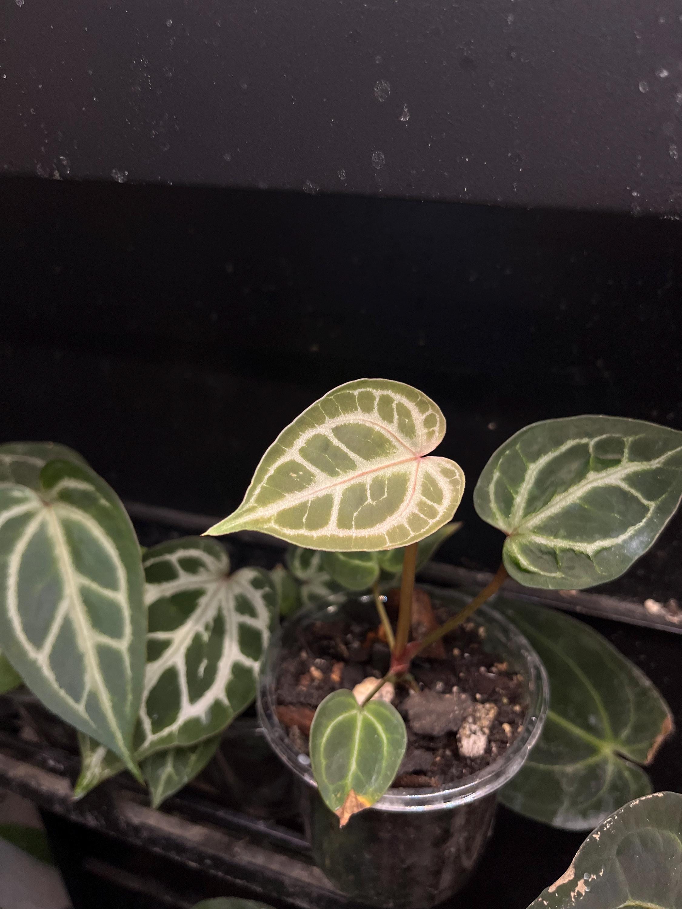 Anthurium Zara X Anthurium Michelle - Etsy