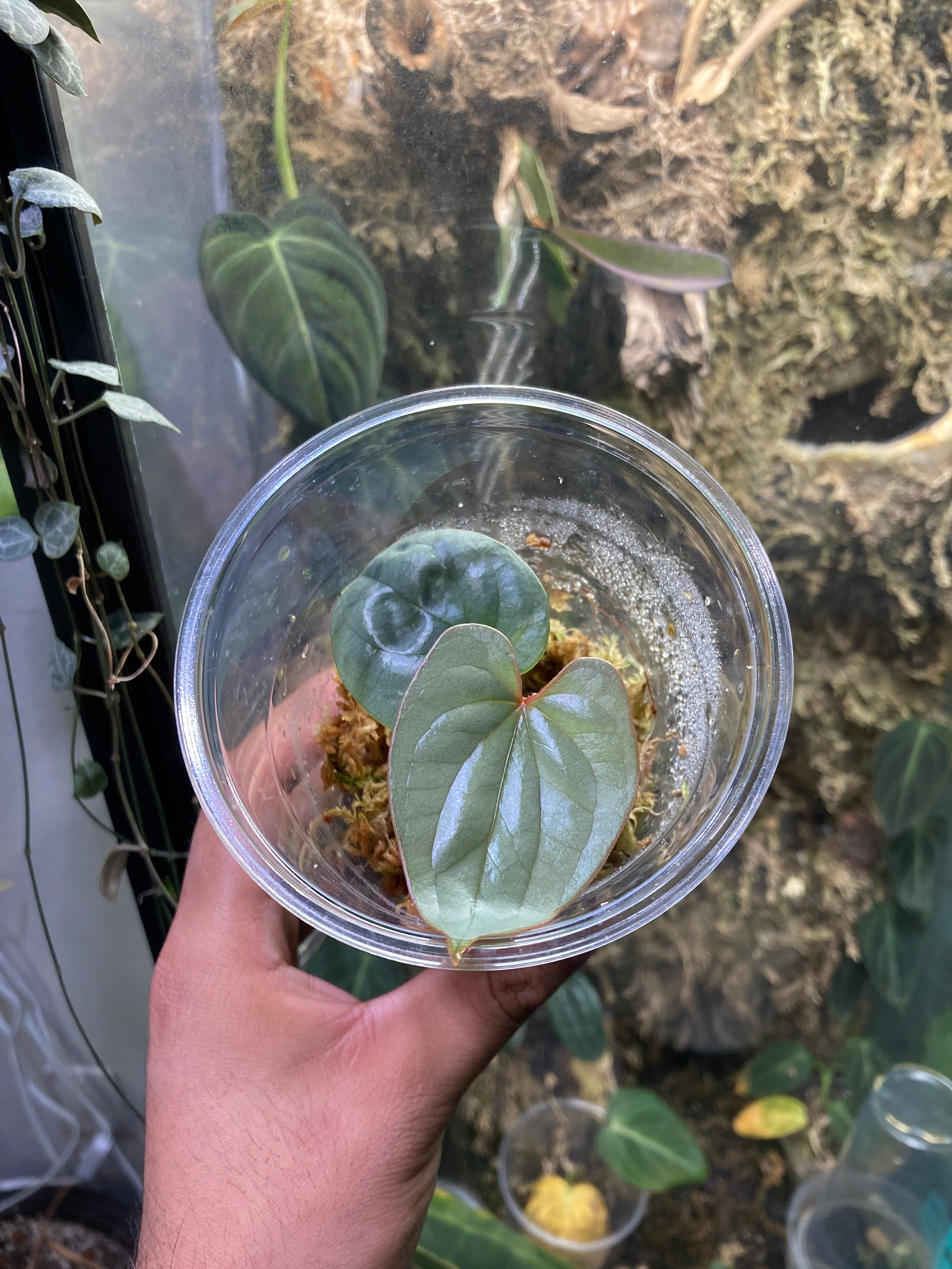Anthurium Sp Silver Peru - Etsy