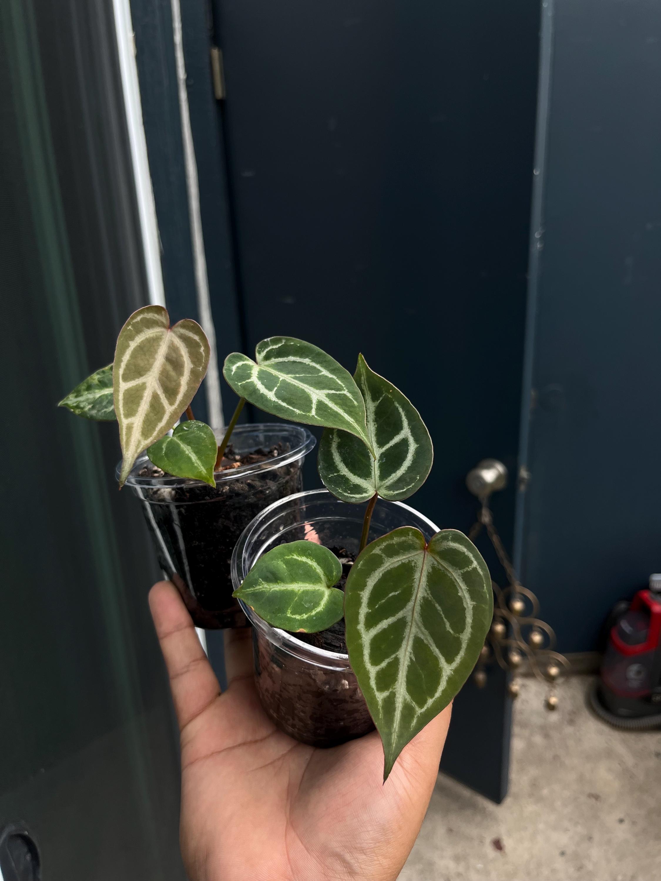Zara Michelle Anthurium - Etsy