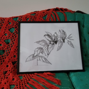 May include: Black and white line drawing of a plant with leaves and flowers in a black frame. The drawing is on white paper and is framed with a black frame.