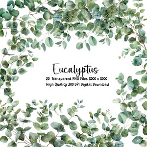 Eucalyptus Clipart,  PNG, Watercolor Eucalyptus Clip art, Green Leaves, Borders, Wreath, Wedding Clipart, Foliage, Greenery Clipart,