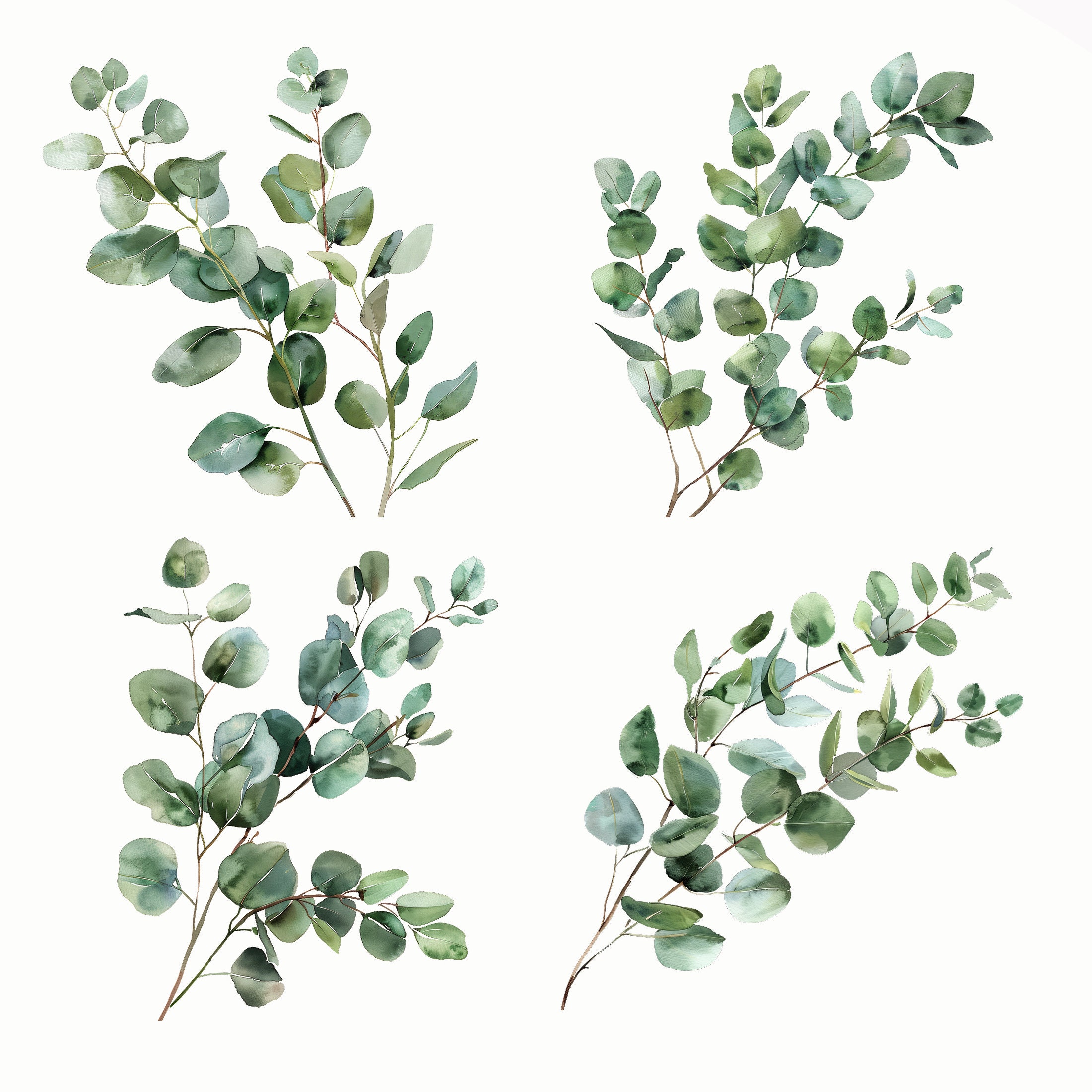 Eucalyptus Clipart, PNG, Watercolor Eucalyptus Clip Art, Green Leaves ...