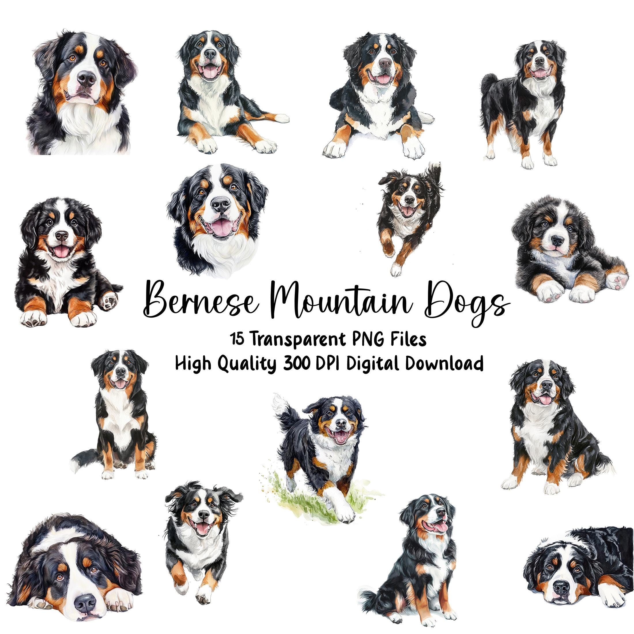 水彩画のバーニーズ・マウンテン・ドッグのクリップアート：動物の