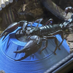 UFH2O Invertabrate waterer