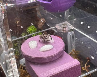 Dew-pod, jumping spider hydration pod