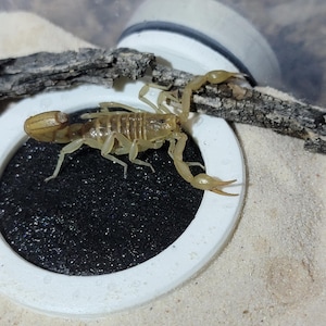 Dew-pod wicking water drinking pods for invertabrates