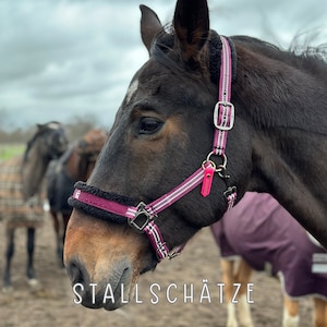 Könnte beinhalten: Ein braunes Pferd mit einem rosa-weißen Halfter. Das Pferd steht auf einer Weide mit anderen Pferden im Hintergrund. Der Text "STALLSCHÄTZE" ist in der unteren rechten Ecke des Bildes zu sehen.