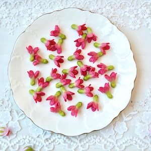 Puede incluir: Una colección de pequeños capullos de flores de color rosa vibrante con tallos verdes esparcidos sobre un plato blanco de borde festoneado. Los capullos presentan cuatro pétalos distintos y están dispuestos en un grupo suelto, con otros capullos.
