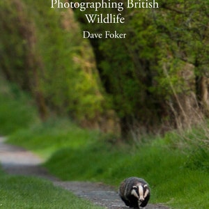 Photographier la faune britannique