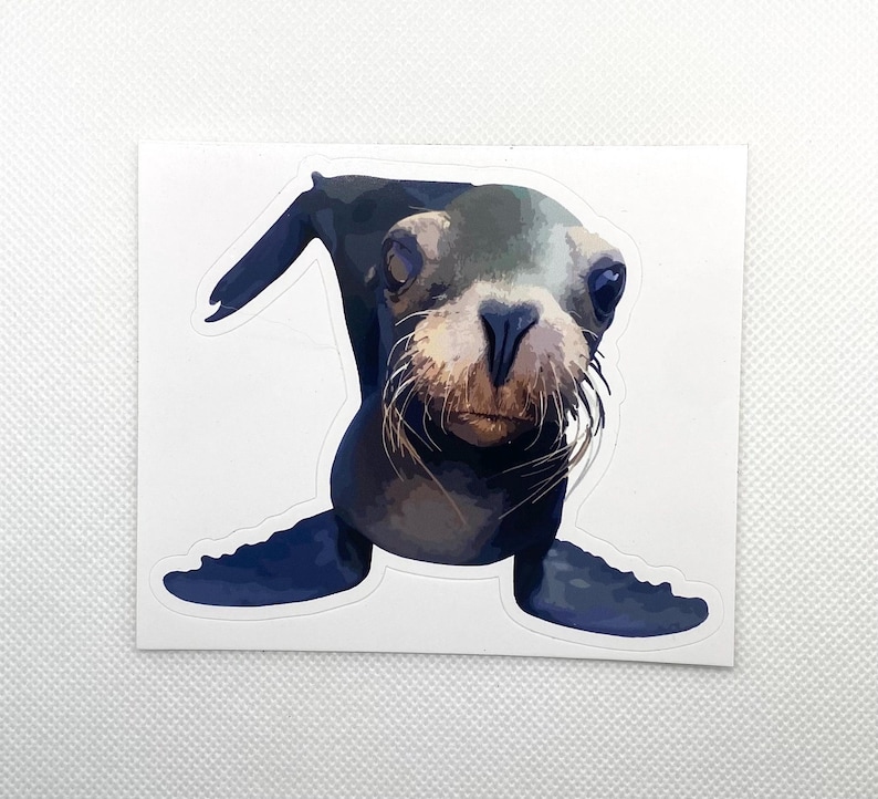 May include: A close-up of a seal pup with dark gray fur and large, dark eyes. The pup is looking directly at the camera with a curious expression.