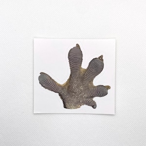Gecko Foot Sticker