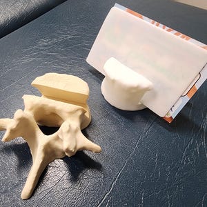 May include: A beige anatomical model of a human vertebra and a white plastic card holder displaying a rectangular card. The vertebra model features a detailed spinous process and transverse processes, while the card holder has a slot for holding cards.