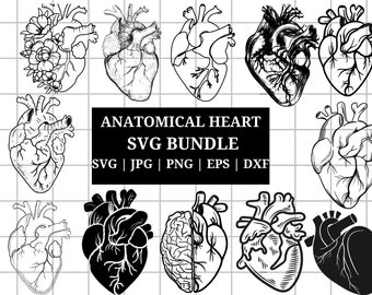 Anatomical Heart svg bundle, Flower Heart Svg, Human Heart Svg, Anatomy Svg, Heart SVG, Medical Svg, Cut File For Cricut,