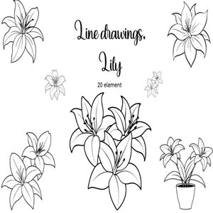 Line drawings, Lily, flower lines, EPS, PNG, SVG, flower line stamp, Commercial Use