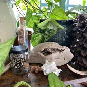 May include: A collection of natural elements on a wooden shelf, including a piece of driftwood, a seashell, small glass bottles with cork stoppers, and a jar containing a honeycomb. Green plants and a pinecone are also visible.