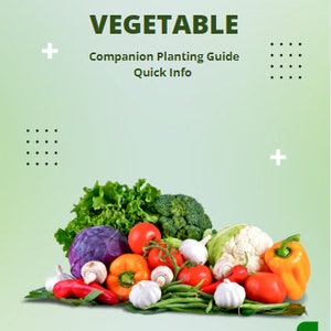 May include: A colorful assortment of vegetables, including red peppers, tomatoes, broccoli, cauliflower, garlic, mushrooms, and green beans. The image is titled "VEGETABLE Companion Planting Guide Quick Info".