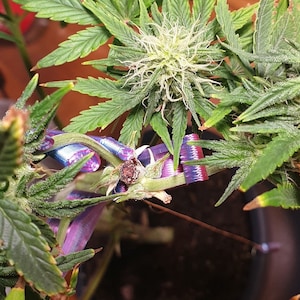 Beginner Set Low Stress Training Clips for 3 Cannabis Plants Autoflower/Feminized image 1