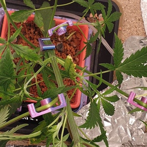 Beginner Set Low Stress Training Clips for 3 Cannabis Plants Autoflower/Feminized image 3