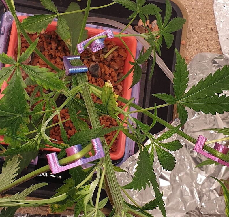 Beginner Set Low Stress Training Clips for 3 Cannabis Plants Autoflower/Feminized image 3